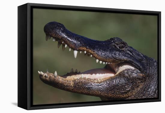 American Alligator with Jaws Open-DLILLC-Framed Stretched Canvas