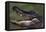 American Alligator with Jaws Open-DLILLC-Framed Stretched Canvas