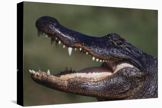 American Alligator with Jaws Open-DLILLC-Stretched Canvas