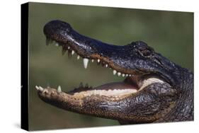 American Alligator with Jaws Open-DLILLC-Stretched Canvas