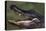 American Alligator with Jaws Open-DLILLC-Stretched Canvas