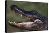 American Alligator with Jaws Open-DLILLC-Stretched Canvas