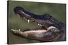 American Alligator with Jaws Open-DLILLC-Stretched Canvas