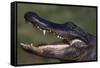 American Alligator with Jaws Open-DLILLC-Framed Stretched Canvas