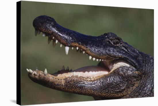 American Alligator with Jaws Open-DLILLC-Stretched Canvas