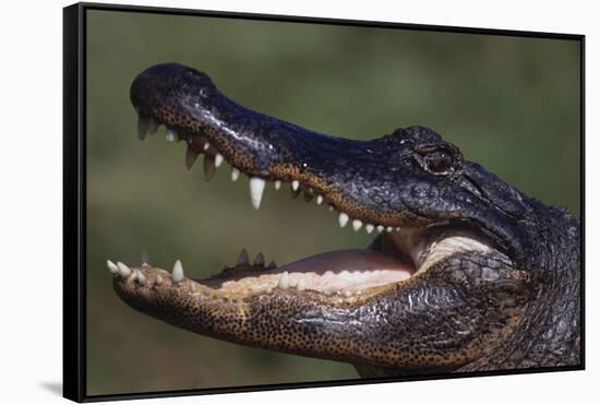 American Alligator with Jaws Open-DLILLC-Framed Stretched Canvas