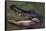 American Alligator with Jaws Open-DLILLC-Framed Stretched Canvas