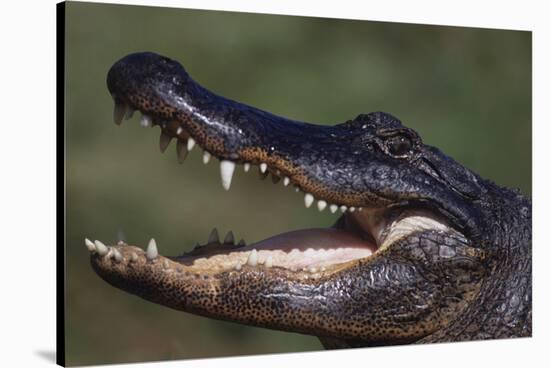 American Alligator with Jaws Open-DLILLC-Stretched Canvas