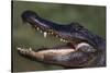 American Alligator with Jaws Open-DLILLC-Stretched Canvas