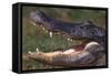 American Alligator with Jaws Open-DLILLC-Framed Stretched Canvas