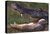American Alligator with Jaws Open-DLILLC-Stretched Canvas