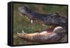 American Alligator with Jaws Open-DLILLC-Framed Stretched Canvas