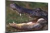 American Alligator with Jaws Open-DLILLC-Mounted Premium Photographic Print