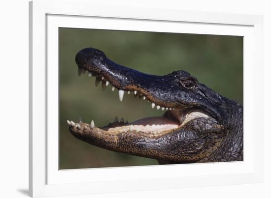 American Alligator with Jaws Open-DLILLC-Framed Photographic Print