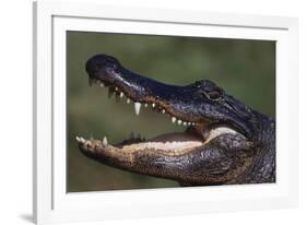 American Alligator with Jaws Open-DLILLC-Framed Photographic Print