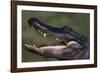 American Alligator with Jaws Open-DLILLC-Framed Photographic Print