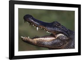 American Alligator with Jaws Open-DLILLC-Framed Photographic Print