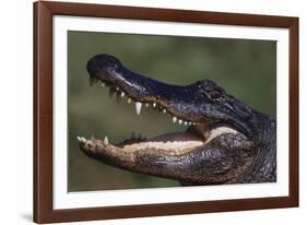 American Alligator with Jaws Open-DLILLC-Framed Photographic Print