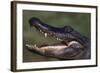 American Alligator with Jaws Open-DLILLC-Framed Photographic Print