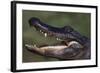 American Alligator with Jaws Open-DLILLC-Framed Photographic Print