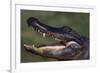 American Alligator with Jaws Open-DLILLC-Framed Photographic Print