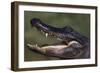 American Alligator with Jaws Open-DLILLC-Framed Photographic Print