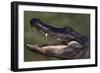 American Alligator with Jaws Open-DLILLC-Framed Photographic Print