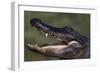 American Alligator with Jaws Open-DLILLC-Framed Photographic Print