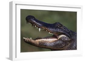 American Alligator with Jaws Open-DLILLC-Framed Photographic Print