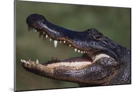 American Alligator with Jaws Open-DLILLC-Mounted Photographic Print