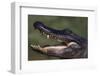 American Alligator with Jaws Open-DLILLC-Framed Photographic Print