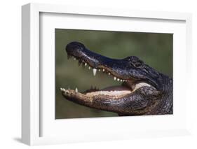 American Alligator with Jaws Open-DLILLC-Framed Photographic Print