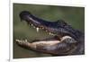 American Alligator with Jaws Open-DLILLC-Framed Photographic Print