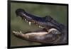 American Alligator with Jaws Open-DLILLC-Framed Photographic Print