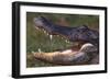 American Alligator with Jaws Open-DLILLC-Framed Photographic Print