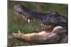 American Alligator with Jaws Open-DLILLC-Mounted Photographic Print