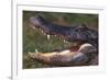 American Alligator with Jaws Open-DLILLC-Framed Photographic Print