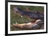 American Alligator with Jaws Open-DLILLC-Framed Photographic Print