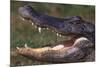 American Alligator with Jaws Open-DLILLC-Mounted Photographic Print