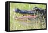 American Alligator-Gary Carter-Framed Stretched Canvas