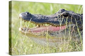 American Alligator-Gary Carter-Stretched Canvas