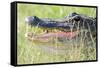 American Alligator-Gary Carter-Framed Stretched Canvas