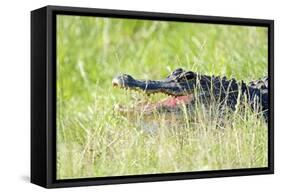 American Alligator-Gary Carter-Framed Stretched Canvas