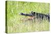 American Alligator-Gary Carter-Stretched Canvas