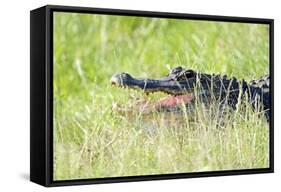 American Alligator-Gary Carter-Framed Stretched Canvas