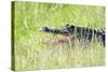 American Alligator-Gary Carter-Stretched Canvas