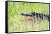 American Alligator-Gary Carter-Framed Stretched Canvas