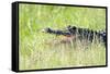 American Alligator-Gary Carter-Framed Stretched Canvas