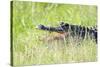 American Alligator-Gary Carter-Stretched Canvas