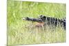 American Alligator-Gary Carter-Mounted Photographic Print